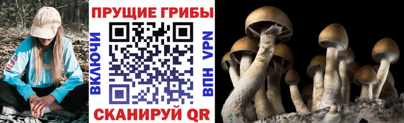 Псилоцибиновые грибы мухоморы  Купить  Искитим 
